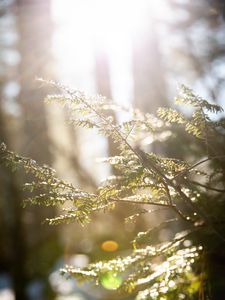 Preview wallpaper branches, leaves, sun, rays, light, macro