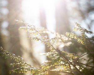 Preview wallpaper branches, leaves, sun, rays, light, macro