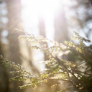 Preview wallpaper branches, leaves, sun, rays, light, macro