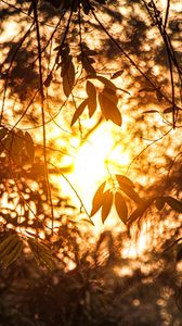 Preview wallpaper branches, leaves, sunlight, summer