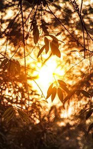 Preview wallpaper branches, leaves, sunlight, summer