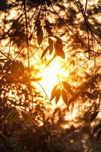 Preview wallpaper branches, leaves, sunlight, summer