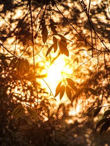 Preview wallpaper branches, leaves, sunlight, summer