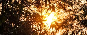 Preview wallpaper branches, leaves, sunlight, summer
