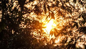 Preview wallpaper branches, leaves, sunlight, summer