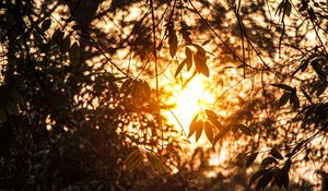 Preview wallpaper branches, leaves, sunlight, summer