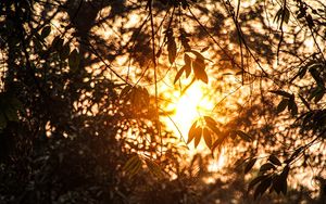 Preview wallpaper branches, leaves, sunlight, summer