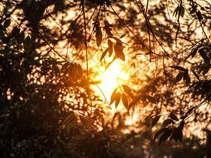 Preview wallpaper branches, leaves, sunlight, summer