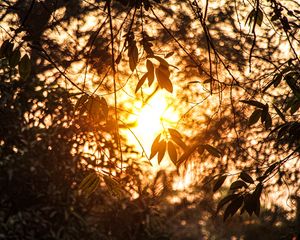 Preview wallpaper branches, leaves, sunlight, summer