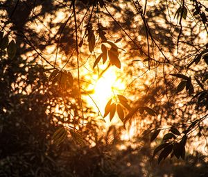 Preview wallpaper branches, leaves, sunlight, summer