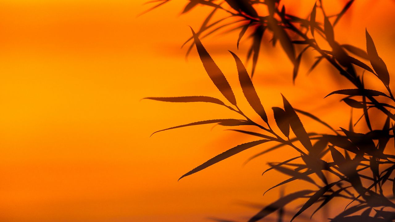 Wallpaper branches, leaves, sunset, dusk