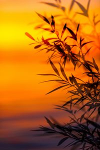 Preview wallpaper branches, leaves, sunset, dusk