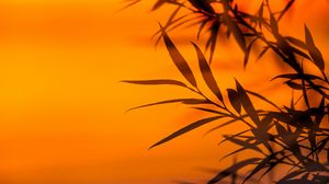 Preview wallpaper branches, leaves, sunset, dusk