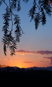 Preview wallpaper branches, leaves, sunset, dark