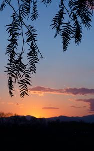 Preview wallpaper branches, leaves, sunset, dark