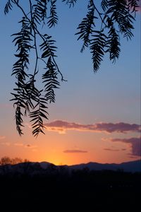 Preview wallpaper branches, leaves, sunset, dark