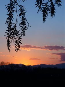 Preview wallpaper branches, leaves, sunset, dark