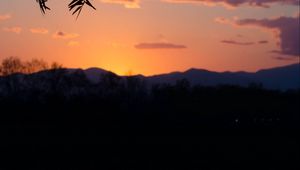 Preview wallpaper branches, leaves, sunset, dark