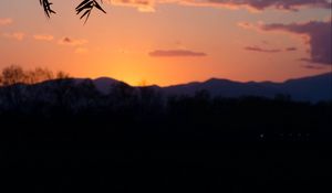 Preview wallpaper branches, leaves, sunset, dark