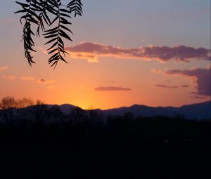 Preview wallpaper branches, leaves, sunset, dark