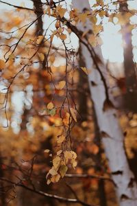 Preview wallpaper branches, leaves, tree, birch