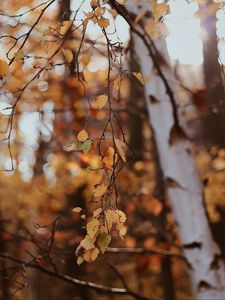 Preview wallpaper branches, leaves, tree, birch