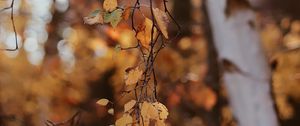 Preview wallpaper branches, leaves, tree, birch