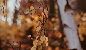 Preview wallpaper branches, leaves, tree, birch