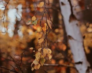 Preview wallpaper branches, leaves, tree, birch