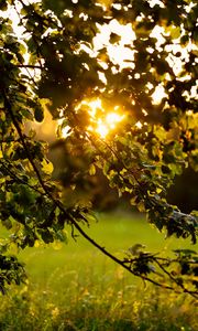 Preview wallpaper branches, leaves, tree, grass, sunlight