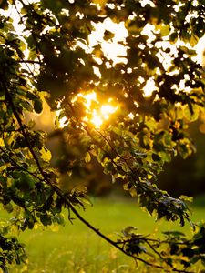 Preview wallpaper branches, leaves, tree, grass, sunlight