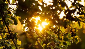 Preview wallpaper branches, leaves, tree, grass, sunlight