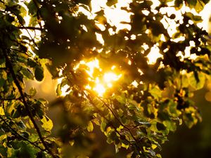 Preview wallpaper branches, leaves, tree, grass, sunlight