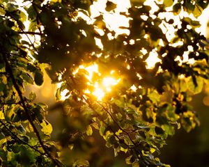 Preview wallpaper branches, leaves, tree, grass, sunlight