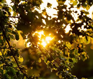 Preview wallpaper branches, leaves, tree, grass, sunlight