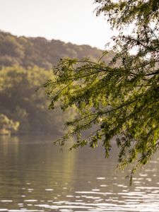 Preview wallpaper branches, leaves, tree, river