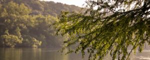 Preview wallpaper branches, leaves, tree, river