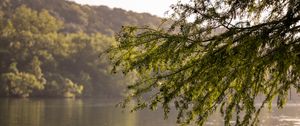 Preview wallpaper branches, leaves, tree, river