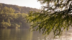 Preview wallpaper branches, leaves, tree, river