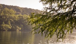 Preview wallpaper branches, leaves, tree, river