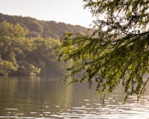 Preview wallpaper branches, leaves, tree, river