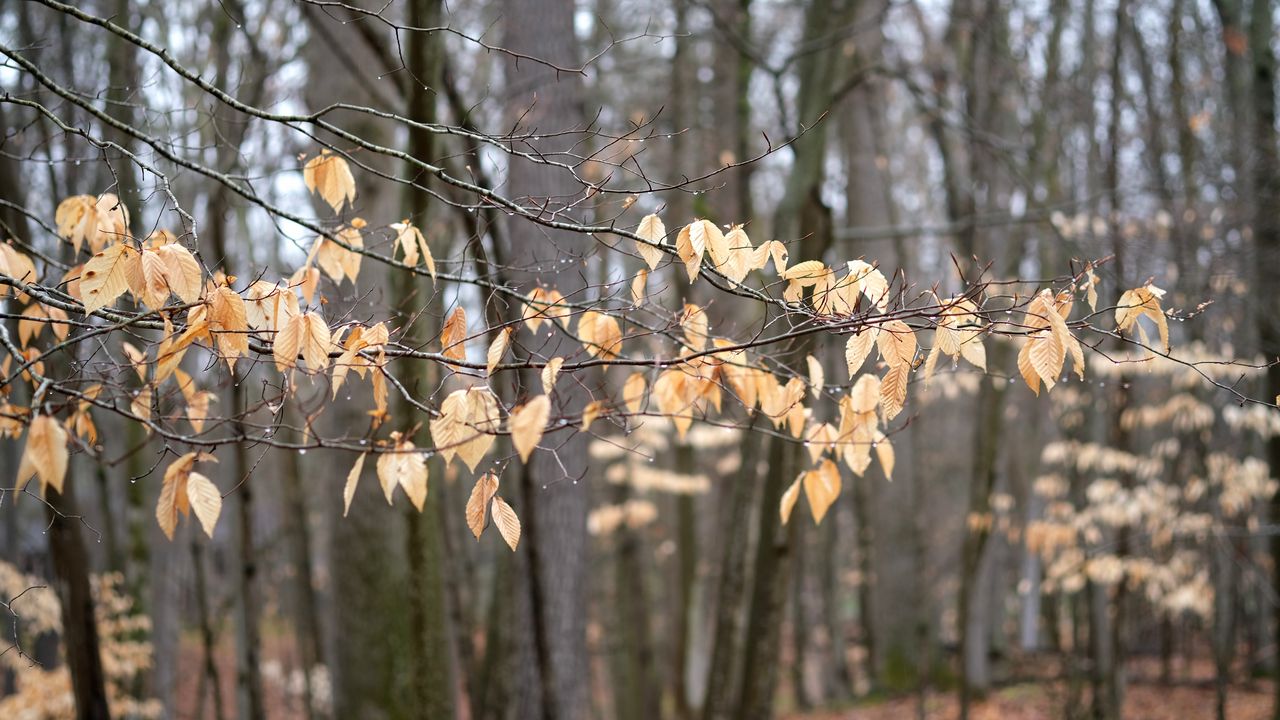 Wallpaper branches, leaves, trees, forest, autumn