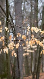 Preview wallpaper branches, leaves, trees, forest, autumn