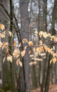 Preview wallpaper branches, leaves, trees, forest, autumn