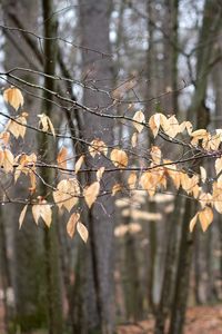 Preview wallpaper branches, leaves, trees, forest, autumn