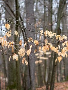 Preview wallpaper branches, leaves, trees, forest, autumn