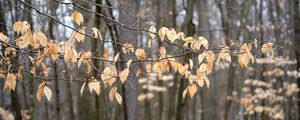 Preview wallpaper branches, leaves, trees, forest, autumn