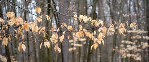 Preview wallpaper branches, leaves, trees, forest, autumn