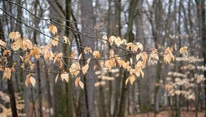 Preview wallpaper branches, leaves, trees, forest, autumn