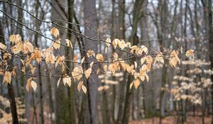 Preview wallpaper branches, leaves, trees, forest, autumn